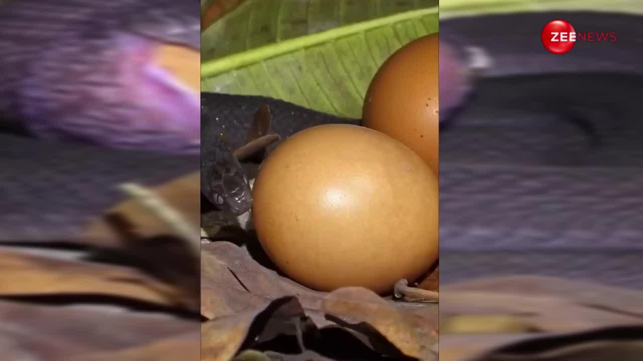 मात्र 20 सेकंड्स में अपने से कई गुना बड़ा अंडा निगल गया Cobra, कैमरे में कैद हुआ बेहद ही कम दिखने वाला नजारा