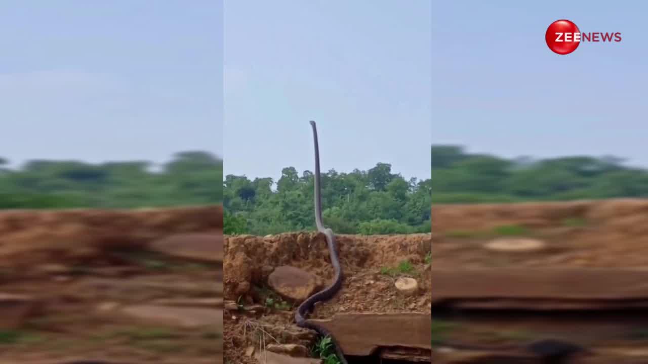नागिन के इंतजार में मिट्टी के ढेर पर खड़ा हो गया किंग कोबरा, अद्भुत अविश्वसनीय वीडियो अबतक नहीं देखा होगा