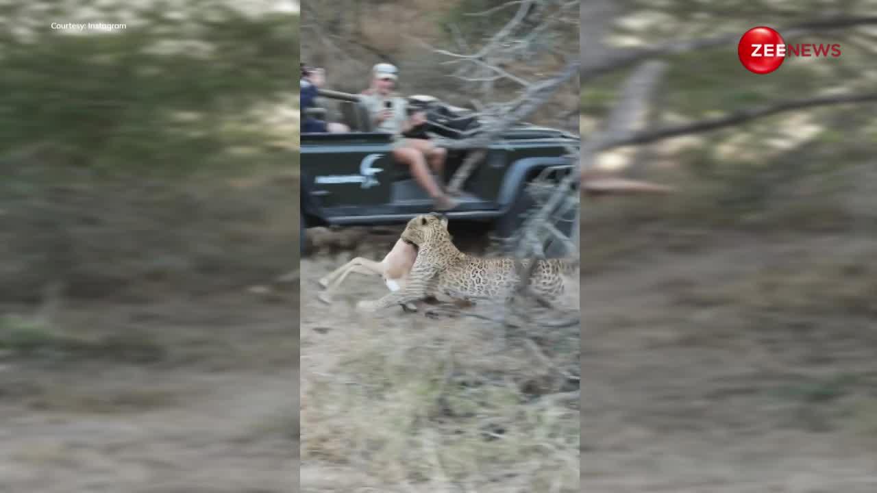 लकड़बग्घे की नाक के नीचे से शिकार ले उड़ा चीता, जंगल सफारी पर आए लोगों ने कैमरे में कैद किया खतरनाक नजारा