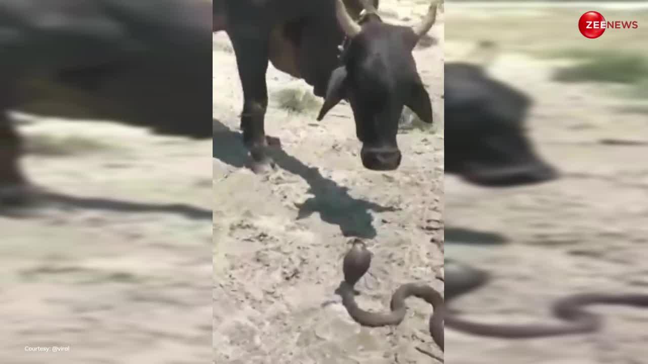 King Cobra Video: नागिन को छोड़कर गाय के साथ इश्क लड़ा रहा था किंग कोबरा! आंखों में आंखें डालकर दोनों हुए रोमांटिक