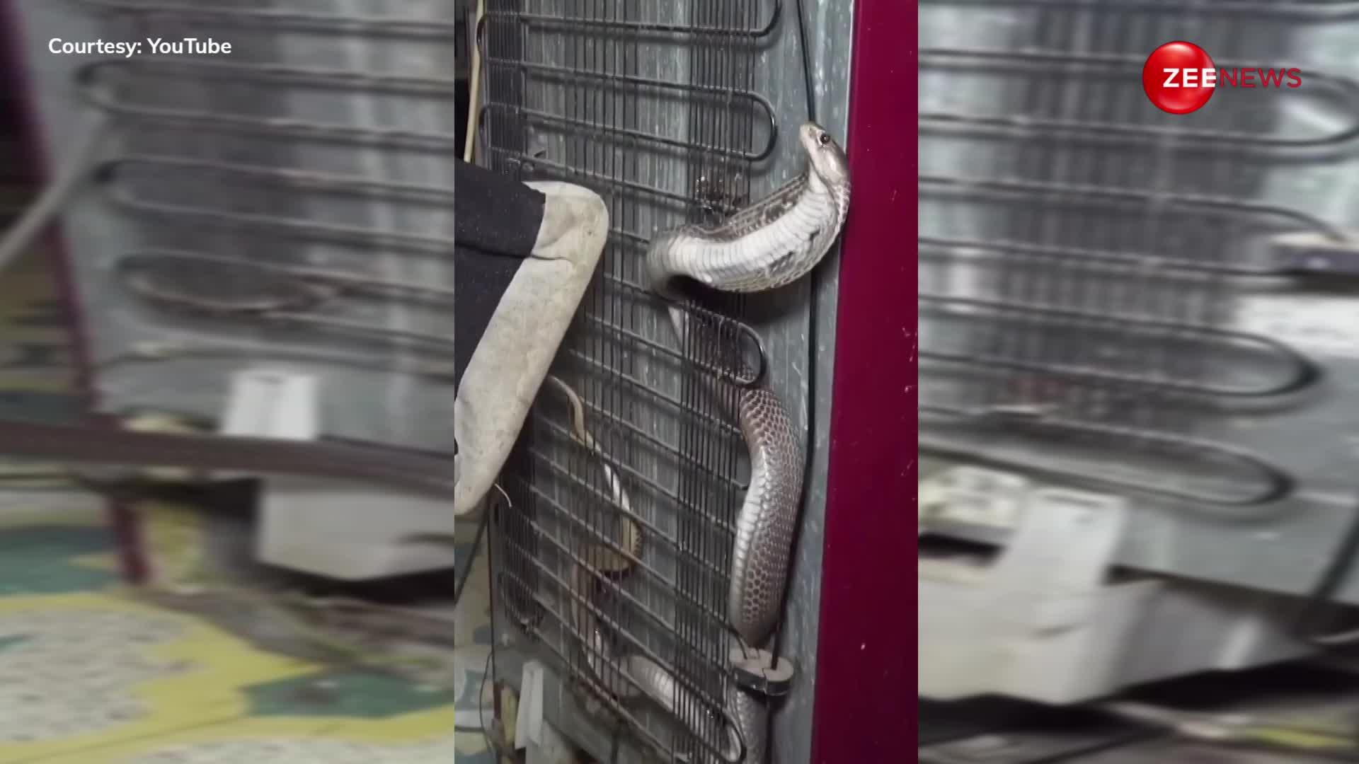 फ्रिज में छिपा बैठा था खतरनाक King Cobra, डरावना वीडियो देख आप भी हो जाएं सावधान