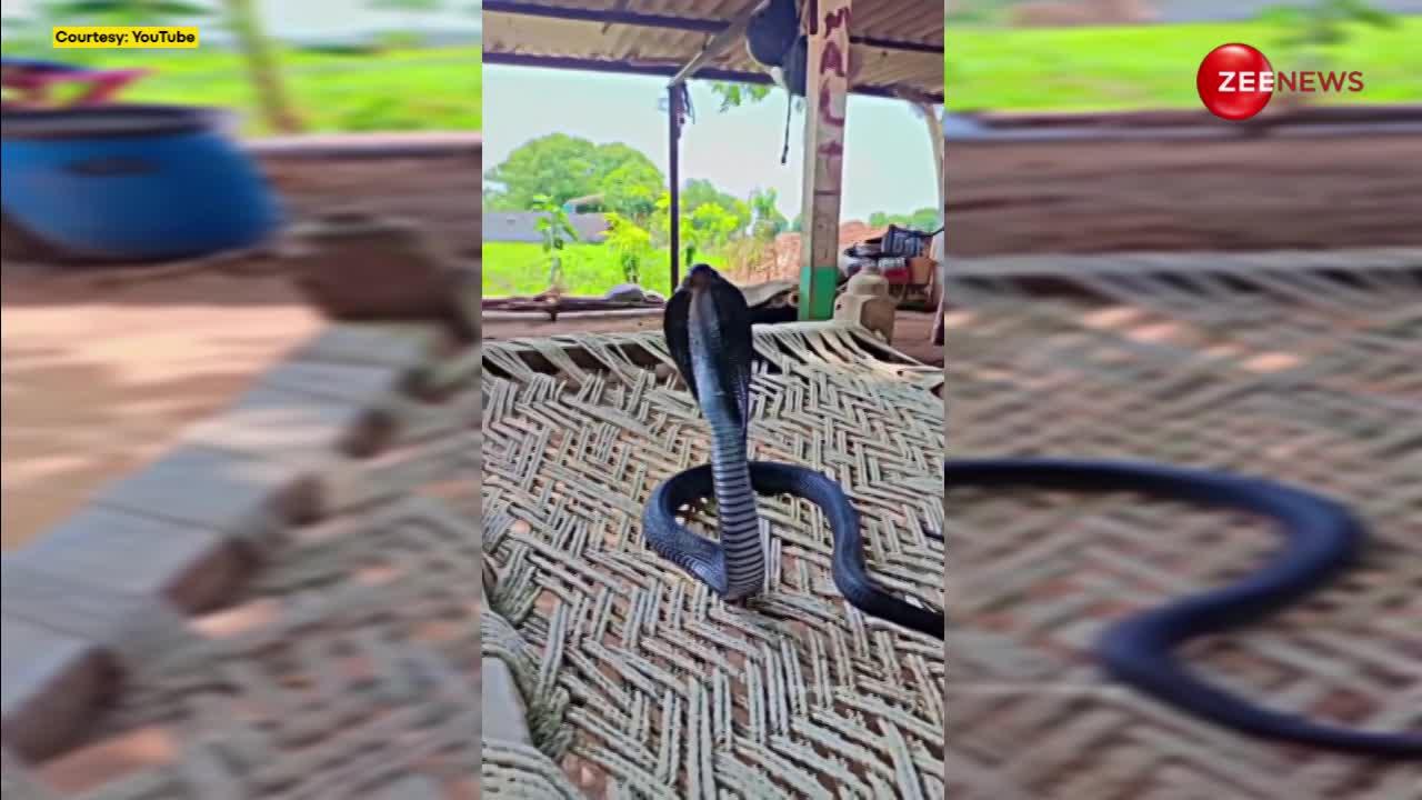 King Cobra: खाट पर बैठकर किंग कोबरा ने की किसान के खेत की रखवाली, ऐसा पहरेदारी देखने उमड़ी भीड़