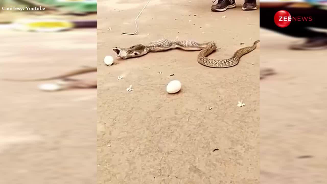 snake video, King Cobra, King Cobra skin, kechuli, Cobra, snake rescue, dog and snake, snake attack, king cobra attack, cobra snake snake rescue, snake training, snake bite, वायरल वीडियो, ट्रेंडिंग, सांप, स्नेक, किंग कोबरा