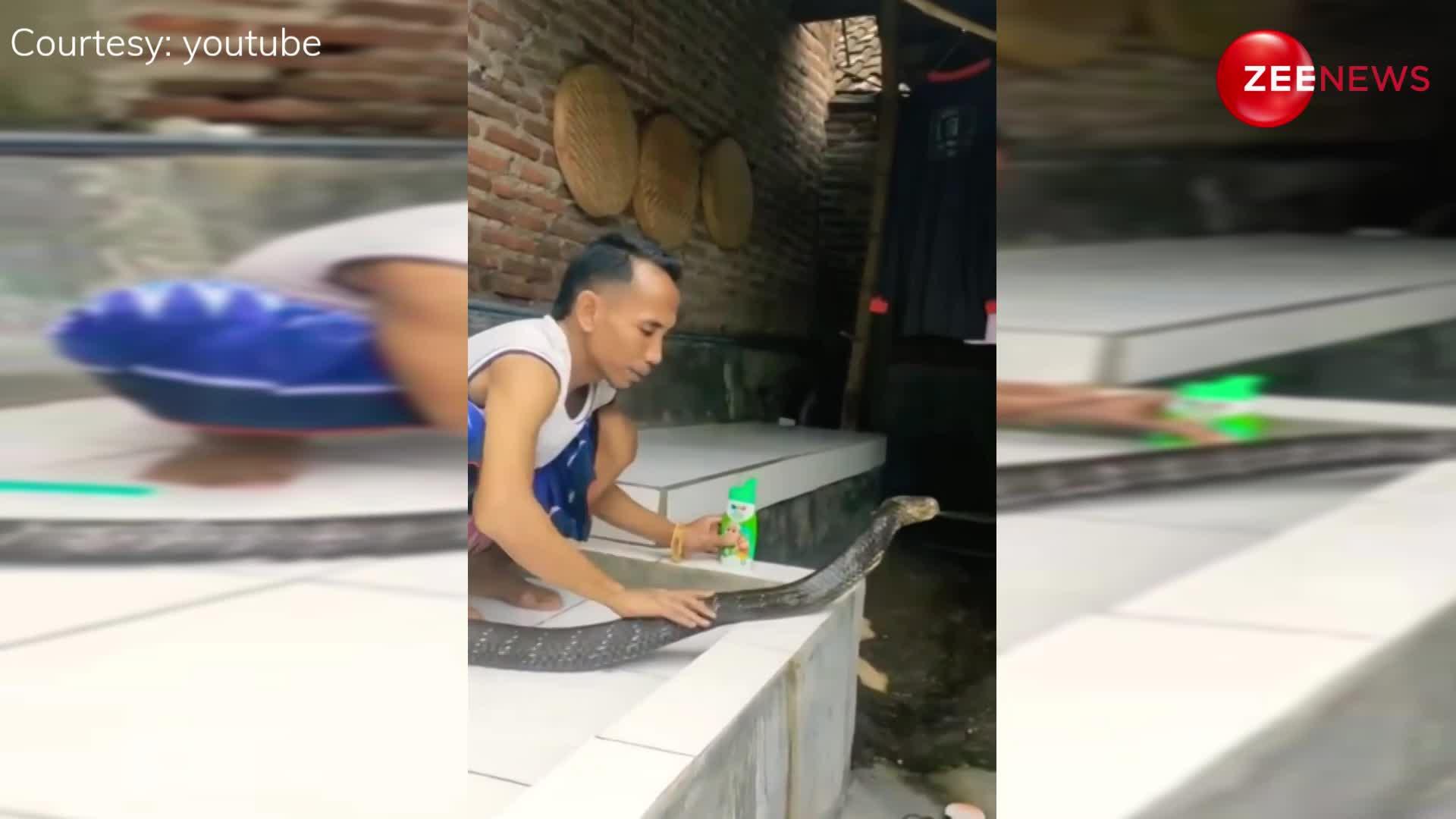 King Cobra viral video:लो भाई, बढ़ती गर्मी के कारण कोबरा को शैम्पू से नहला डाला