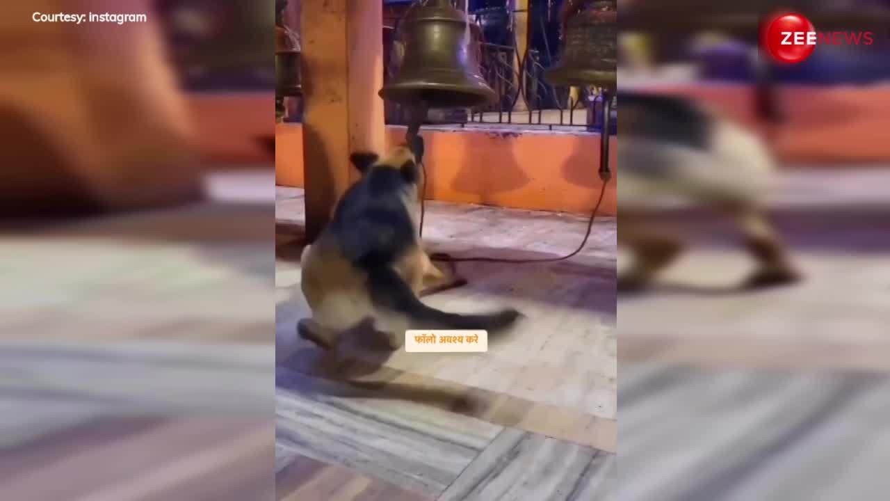 भक्ति में लीन हुआ कुत्ता, घंटी बजा-बजाकर 'आरती कुंज बिहारी की' भजन पर मंदिर में खूब नाचा