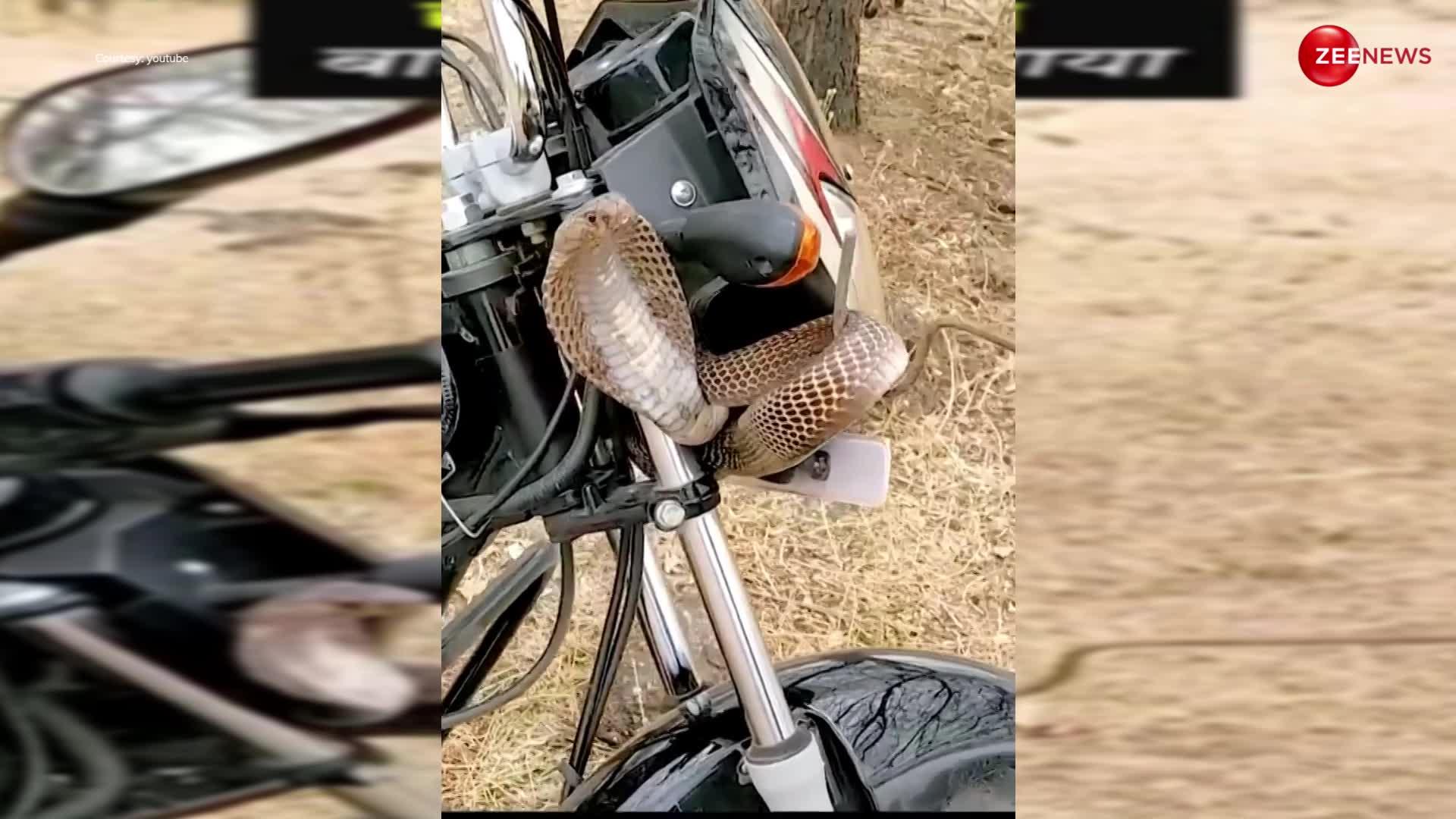 खौफनाक! King Cobra ने बाइक के आगे वाले हिस्से में बना लिया अपना घर, वीडियो देख बाहर आ जाएगी आपकी रूह