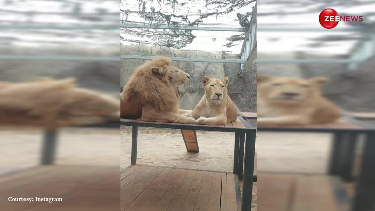 वायरल हुआ शेर-शेरनी का रोमांटिक वीडियो, जू की बेंच पर क्वालिटी टाइम बिताते हुए करते आए नजर