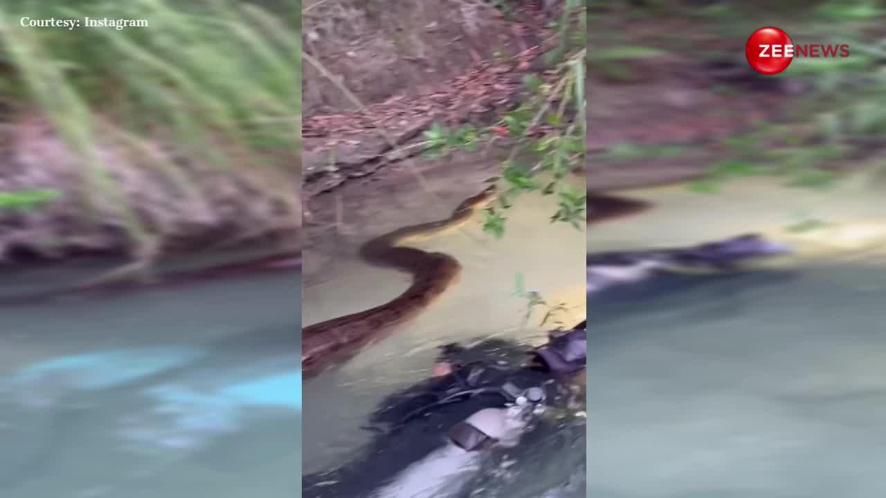 Anaconda Video: अमेजन के किनारे आराम करता हुआ एनाकोंडा हुआ वायरल, इंटरनेट पर छाया वीडियो