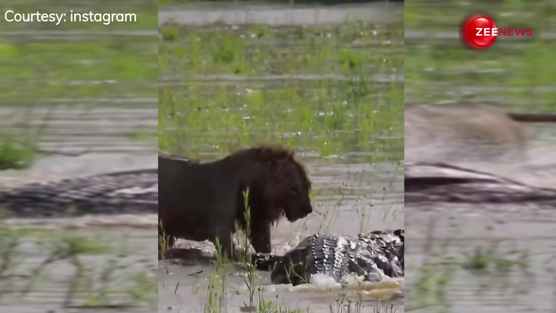 Crocodile vs Lion: जंगल के राजा का शिकार छीनने पानी में घुस आया ये जीव, शेर ने मार दिया जोरदार चाटा; वीडियो वायरल