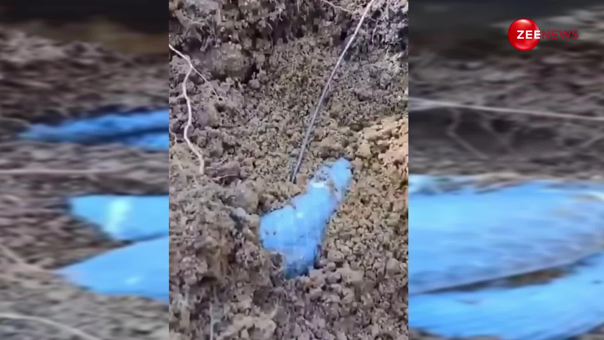 भारत में पहली बार दिखा नीले रंग का दुर्लभ सांप, रेत में छिपा बैठा था खतरनाक किंग कोबरा