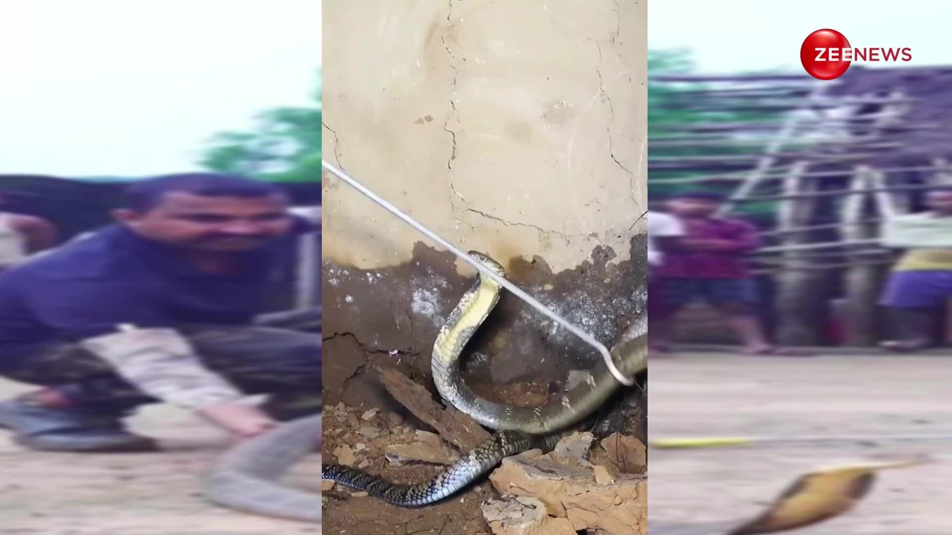 King Cobra Video: घर की नाली से आ रही थी अजीब आवाज, देखा तो निकला 20 फुट का विशालकाय सांप