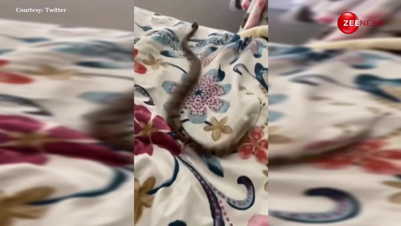 Snake Dance: गाना बजते ही सांप का निकल गया नागिन डांस, बिस्तर पर लेटकर यूं लगाए ठुमके