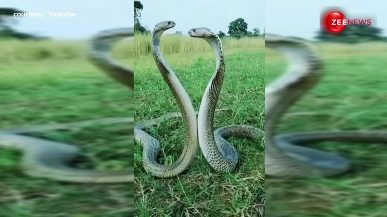 खेत में रोमांस कर रहे कोबरा-कोबराइन का वीडियो वायरल