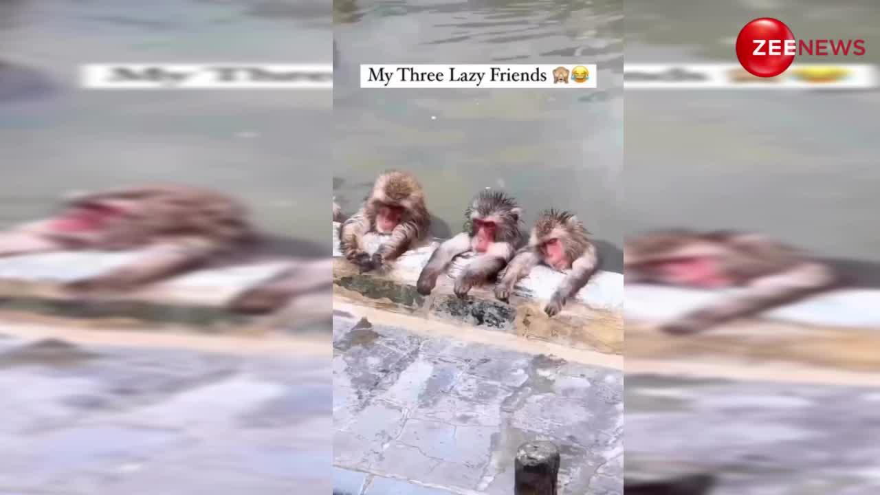 Monkey Video: सन बाथ लेते नजर आए तीन बंदर, वीडियो देख नहीं रुकेगी हंसी