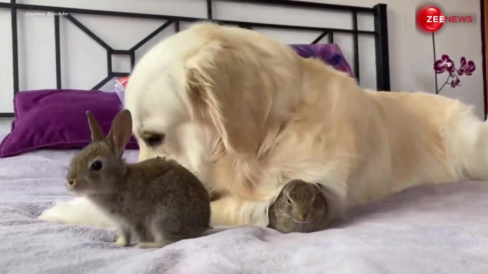 Dog Viral Video: कुत्ते खरगोश की ऐसी दोस्ती आपने पहले कभी नहीं देखी होगी, देखते-देखते नहीं थकेंगी आपकी आंखें
