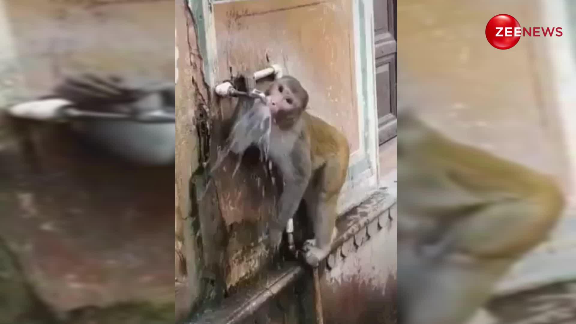 प्यास लगी तो नल से पानी पीने पहुंचा 'सयाना बंदर', फिर दिखाई ऐसी समझदारी वाहवाही करने लगे लोग