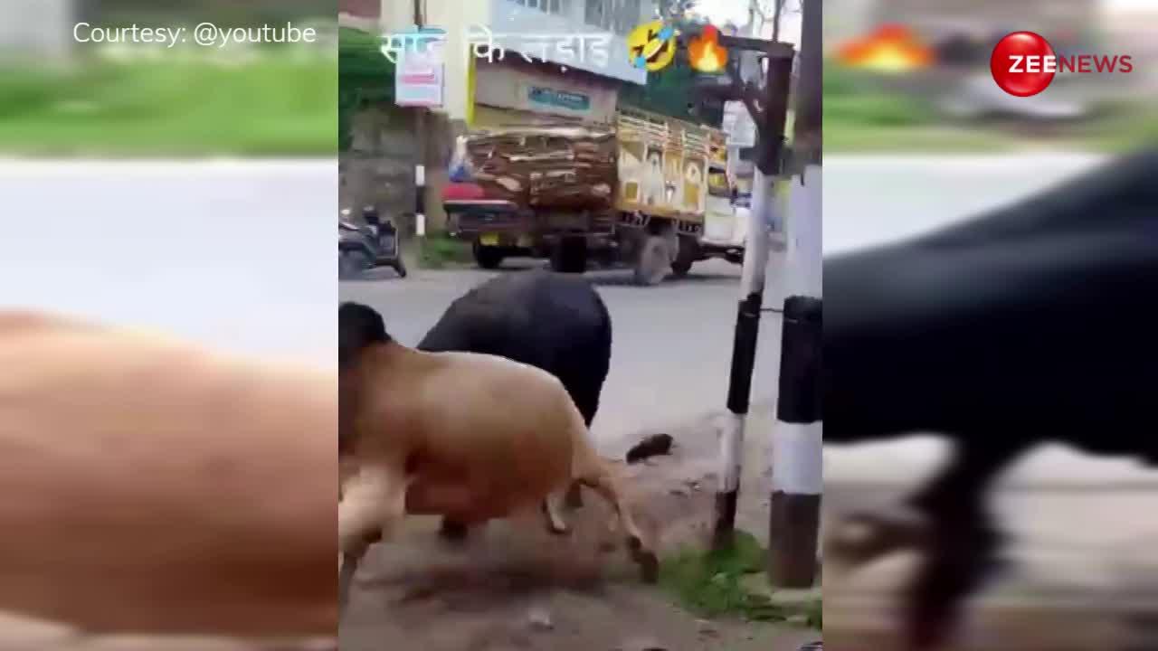 Viral Video: सांड़ों के बीच हुई भयंकर लड़ाई, एक-दूसरे को पटक-पटककर पीटा; तोड़-फोड़ डाली खड़ी बाइक और कार