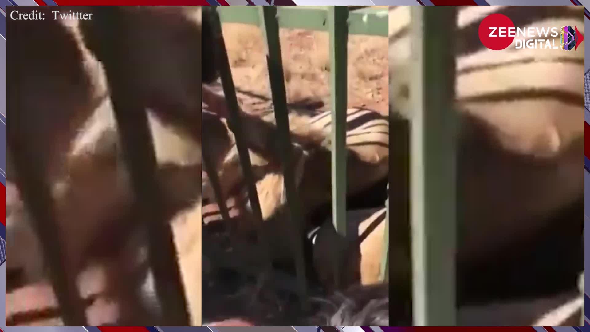Viral Video: शेर के सामने शख्स को होशियारी दिखानी पड़ गई मुश्किल, सिर पर हाथ रखते ही...