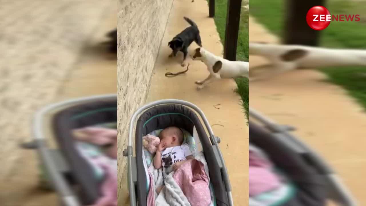 छोटी सी बच्ची को सांप बचाने के लिए कुत्तों ने दिखाई समझदारी, देखें ये वायरल वीडियो
