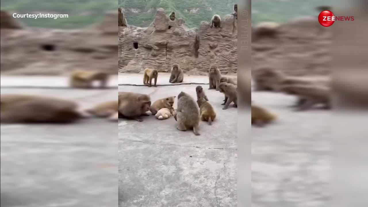 25-20 बंदरों के बीच अकेला फंस गया खरगोश, किसीने खींचे कान तो किसी ने जड़ दिया थप्पड़, वीडियो वायरल