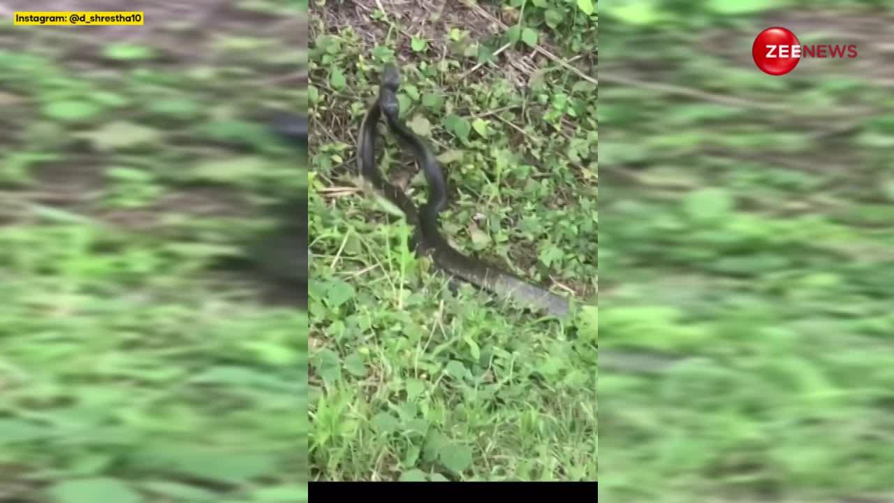King Cobra: सरेआम दिखी नाग-नागिन की रासलीला, झाड़ियों से लेकर सड़क तक प्यार में डुबे हुए आए नजर