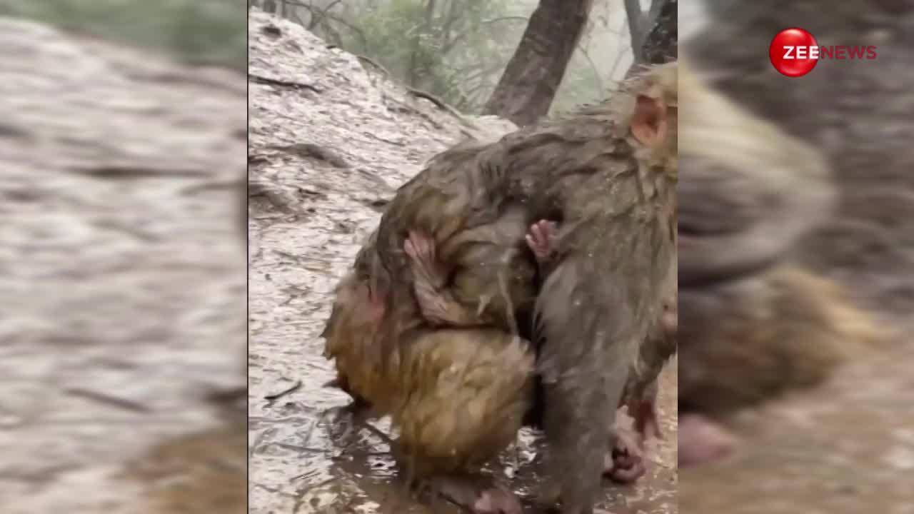 मां की ममता! भारी बारिश के बीच मादा बंदर ने अपने नन्हे बच्चे को जैसे बचाया, देख दिल जाएगा पसीज