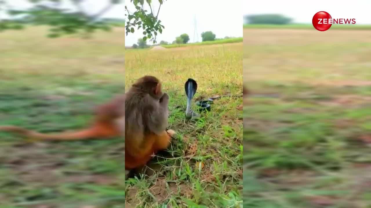 आशिकी में चूर हुआ बंदर, नागिन से खुले खेत में कर दिया प्यार का इजहार