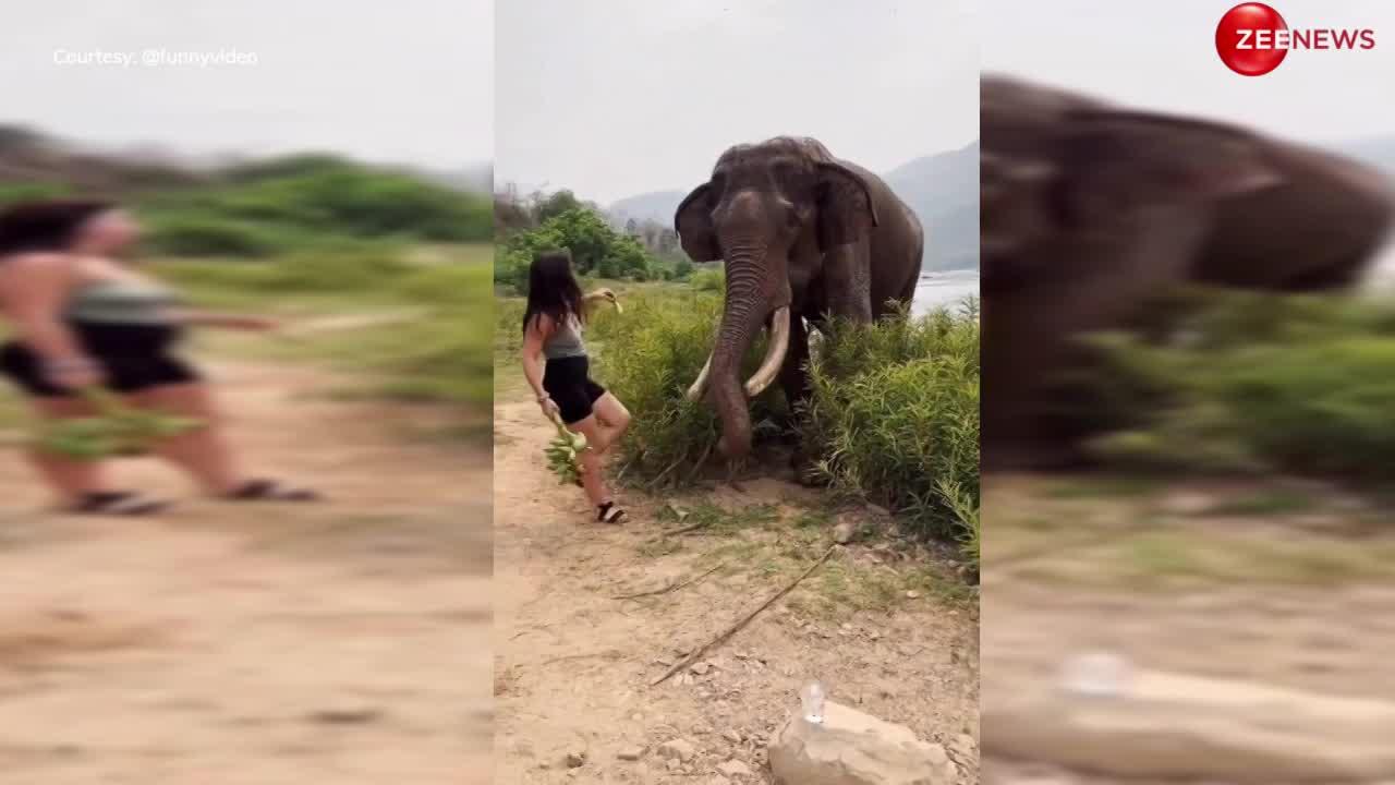 Elephant Video: केले खिलाने गई थी लड़की, गुस्सा हो गया हाथी, उछाल दिया हवा में....