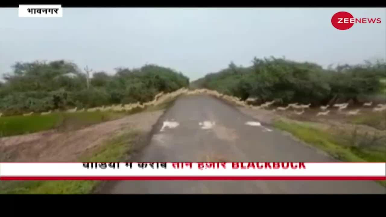 Gujarat: पीएम मोदी ने की वेलावदार राष्ट्रीय उद्यान के वीडियो को किया Retweet