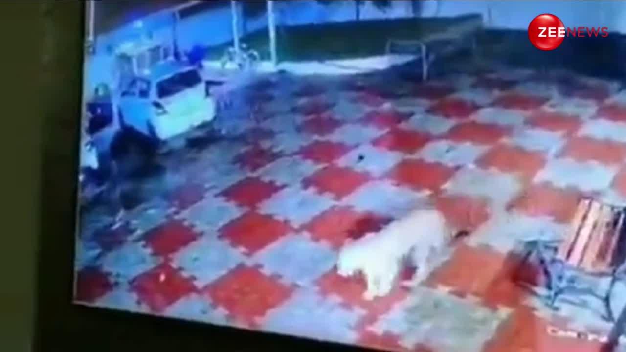 रात के अंधेरे में घर में घुस गया खूंखार तेंदुआ फिर कुत्ते पर कर दिया हमला, देखिए लड़ाई का जबरदस्त वीडियो