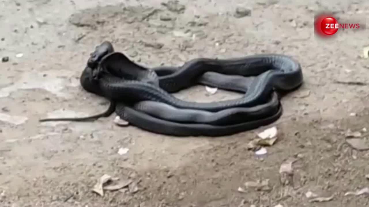VIDEO: किसी दूसरे सांप नहीं बल्कि कोबरा को ही निगल गया उसका साथी, खौफनाक मंजर देख कांप उठे लोग