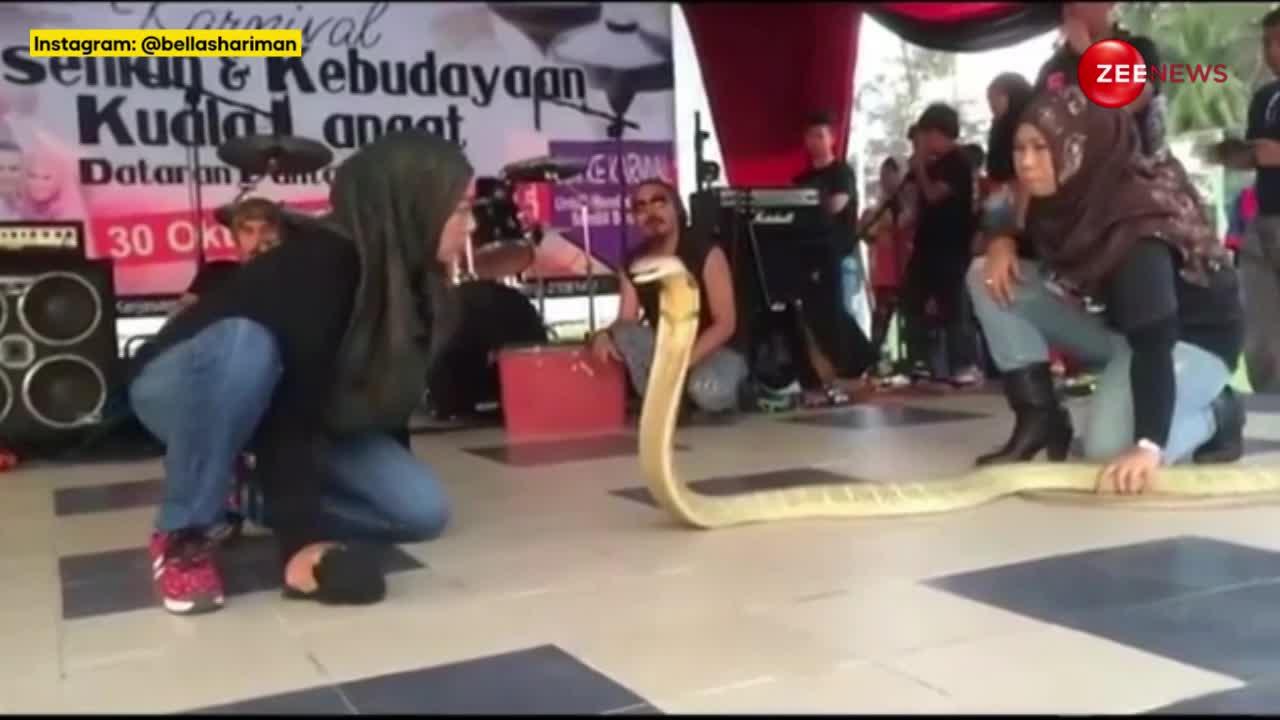 King Cobra: लाइव शो में महिला ने खौफनाक किंग कोबरा को सामने से किया किस, Video देश छूट जाएगी कंपकंपी