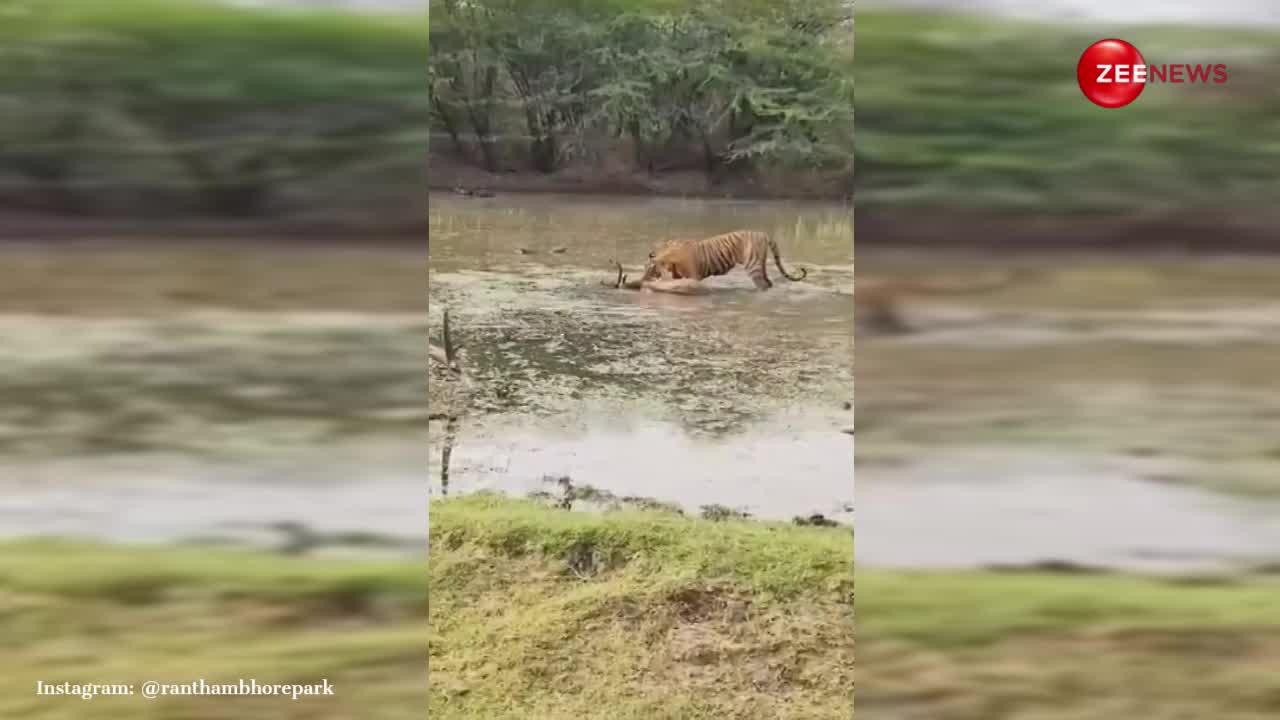 रणथंभौर नेशनल पार्क में शिकार को तालाब से घसीटते हुए ले गया टाइगर, नजारा देख उड़ जाएंगे होश