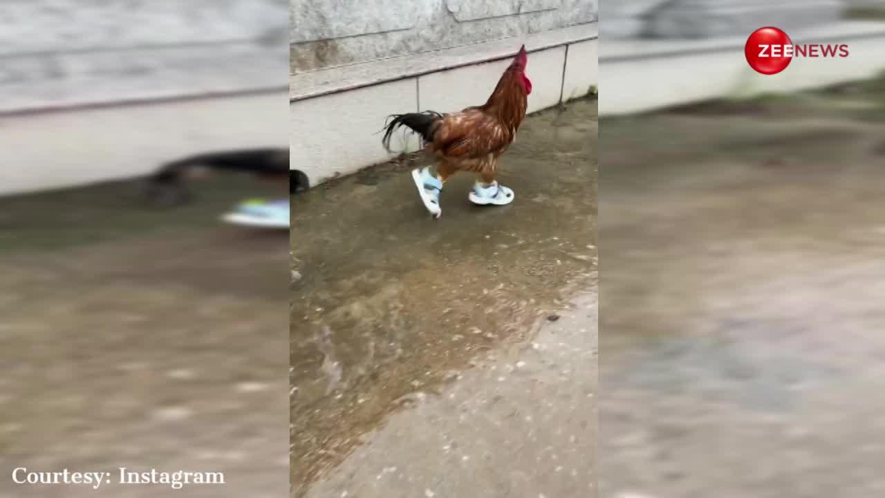 इतना खूबसूरत मुर्गा पहली बार देखेंगे आप, बारिश में जूते पहन बीच रोड पर मटक-मटककर चला