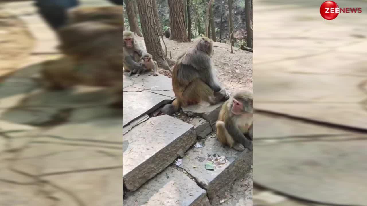 Monkey Video: बंदर के साथ शख्स ने की उंगली, तो गुस्से में लाल हुआ मंकी, अगले ही पल दिला दी नानी याद