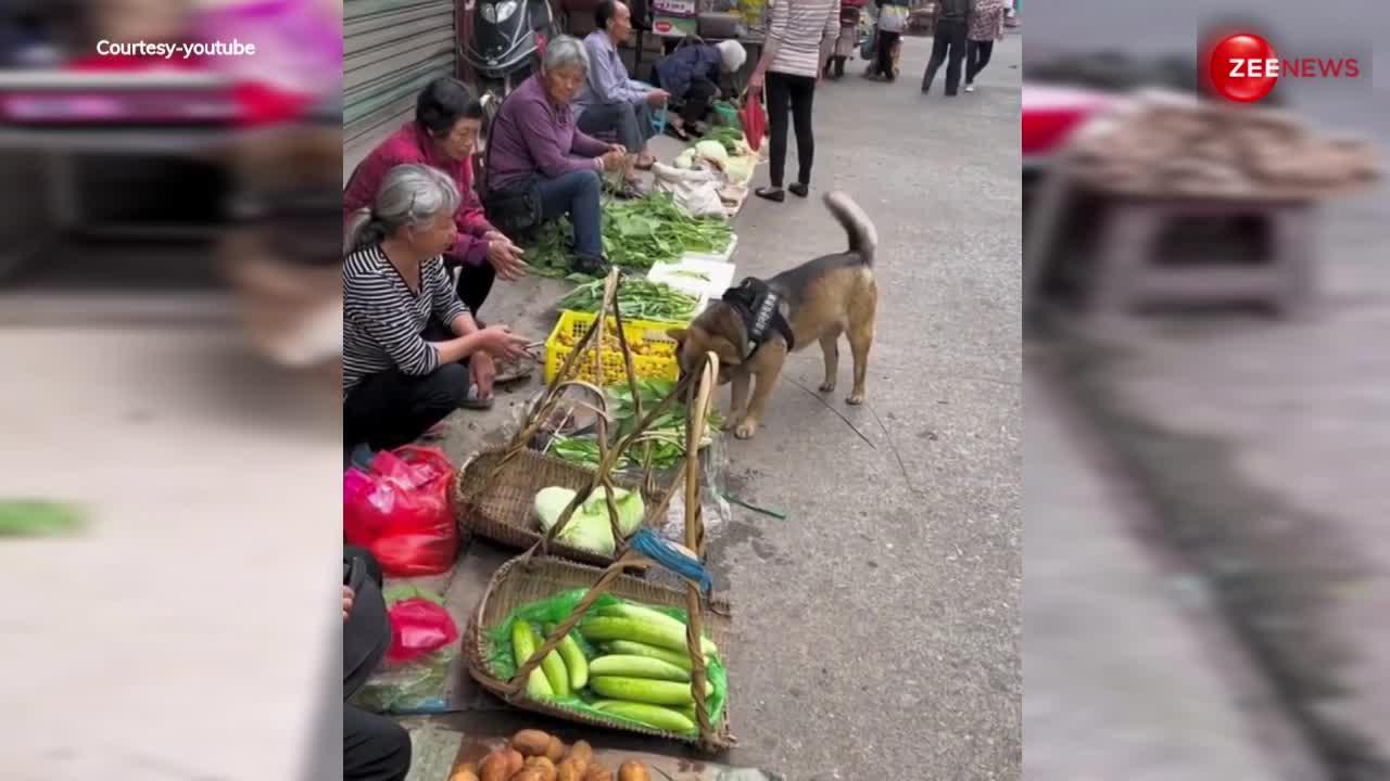 मालिक के लिए सब्जी खरीदने गया कुत्ता, वीडियो देख भावुक हुए लोग