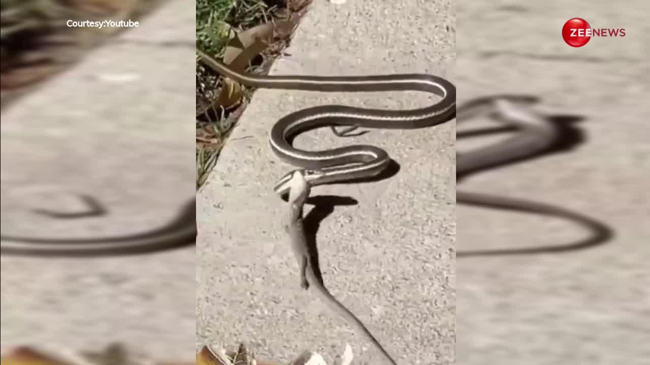 King Cobra: छिपकली ने सांप का मुंह अपने मुंह में दबाकर किया ये हाल, वीडियो हुआ वायरल