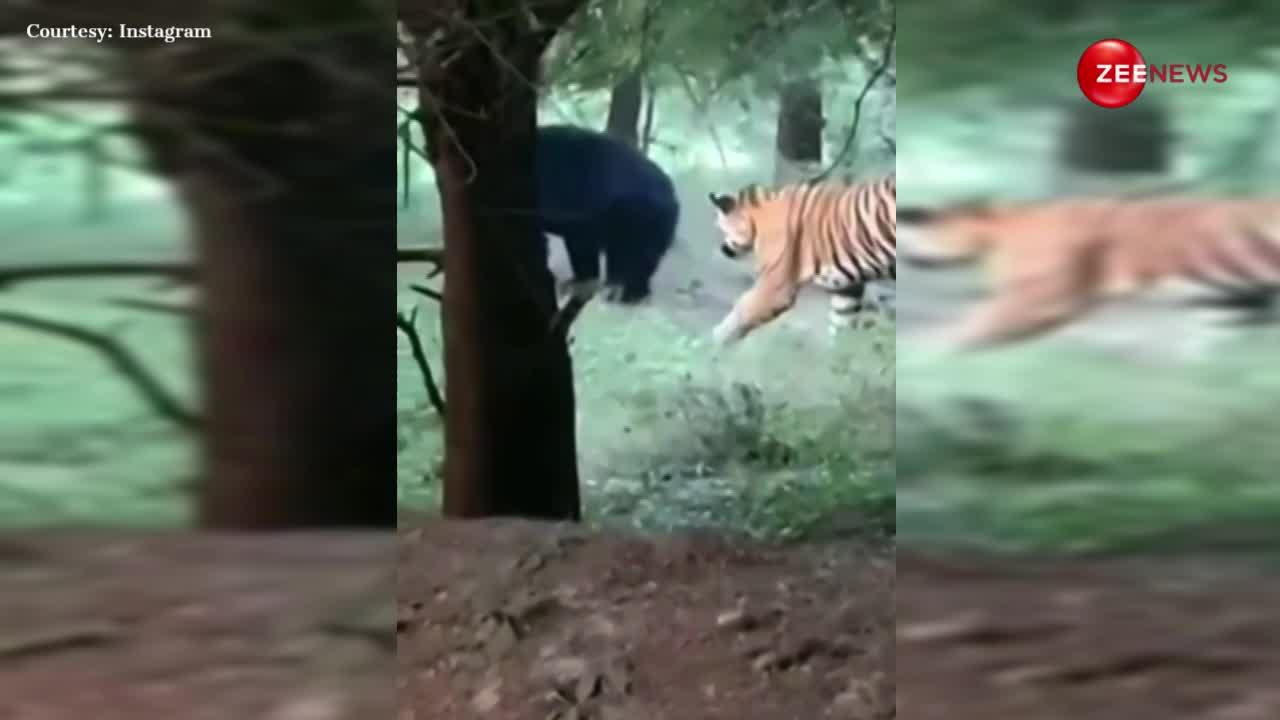 Tiger Attack Video: जंगल में हुआ दंगल! भालू पर हमला करना पड़ गया बाघ को भारी, जान बचाकर भागता दिखा ये पुराना खिलाड़ी