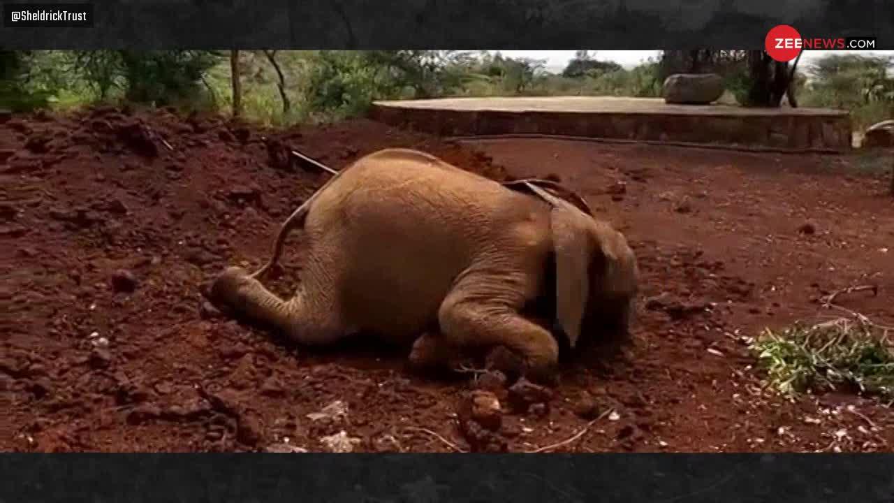 Viral Video: जब हाथी के बच्चे को आया जोरदार गुस्सा, Video देख चौंक जाएंगे आप