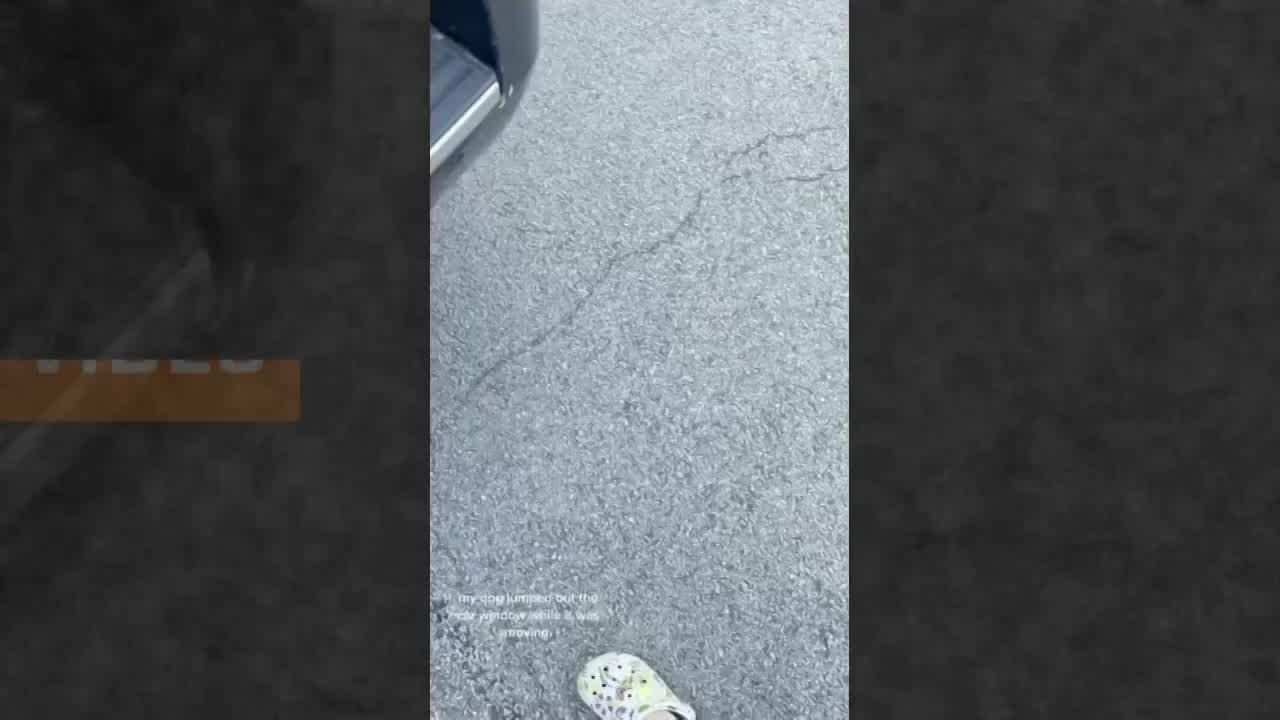 Viral Video: कुत्ते ने की गाड़ी से भागने की कोशिश, फिर हुआ कुछ ऐसा..देखकर आप भी हंसेंगे!