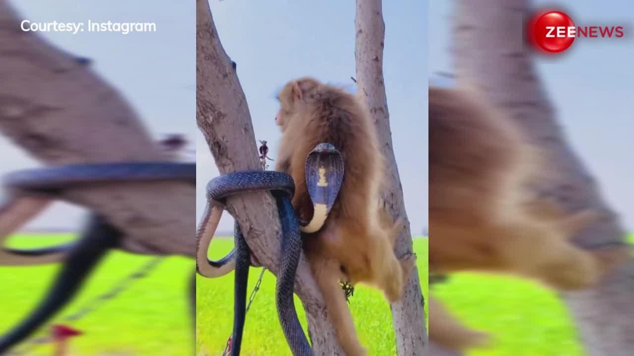 सांप और बंदर की दोस्ती हुई सोशल मीडिया पर वायरल, एक ही पेड़ पर कुछ यूं आए नजर