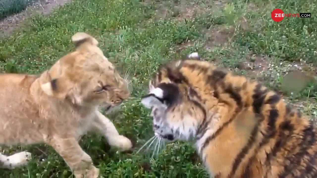 Viral Video: Lion और Tiger के बच्चों के बीच हुई जबरदस्त लड़ाई, देखकर आपको भी आएगा प्यार