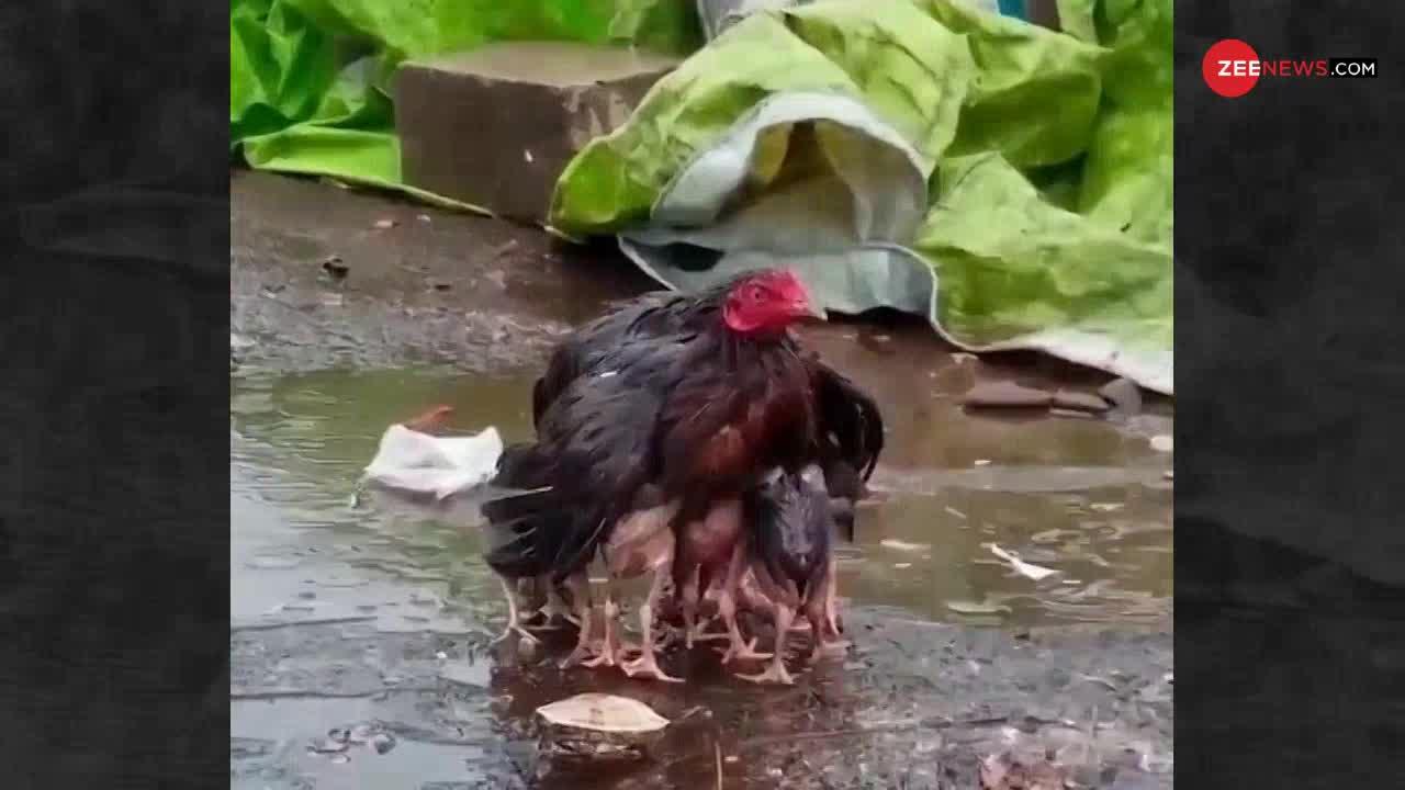 Viral Video: बारिश में भीग रहे थे मुर्गी के बच्चे, देखें फिर मां ने कर किया..