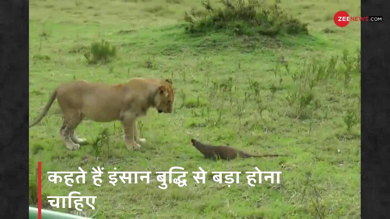 Viral Video : जब एक-दो नहीं बल्कि तीन शेरों से अकेले भिड़ गया नेवला
