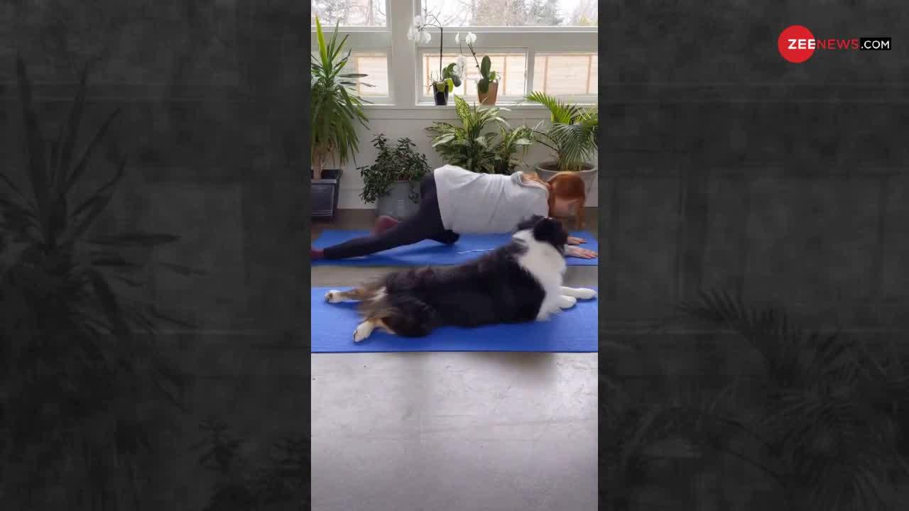 Viral Video: Yoga कर रही थी लड़की, देखकर कुत्ता भी उतारने लगा नकल और फिर जमकर की मस्ती