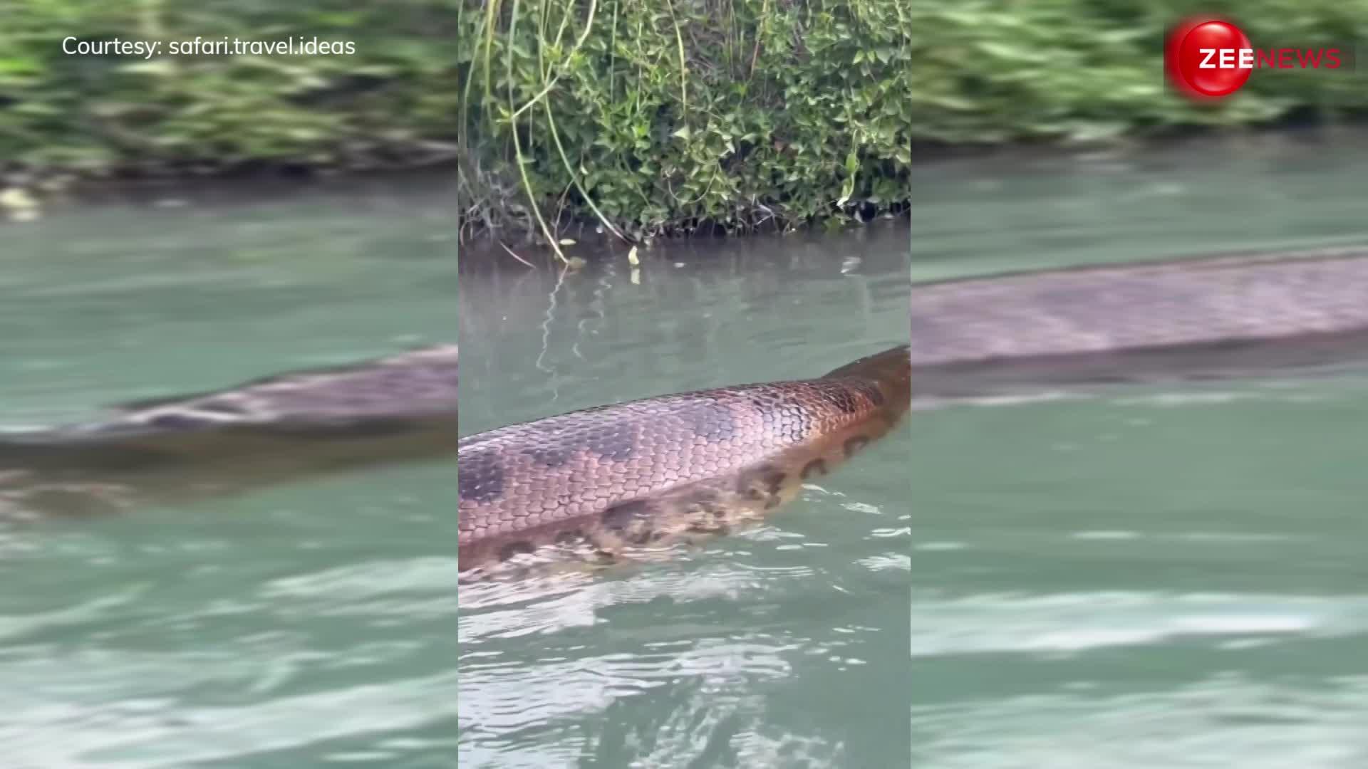 Anaconda Video: पानी में स्विमिंग कर रहा था शख्स कि सामने दिख गया विशाल एनाकोंडा, वीडियो देख हिल गया जनता का दिमाग