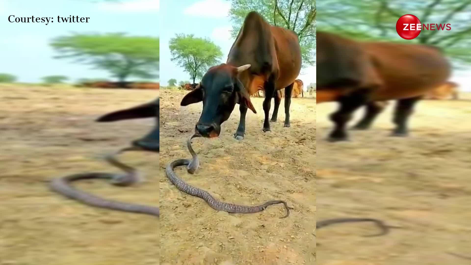 वाह! गजब की है गाय और सांप की दोस्ती, वीडियो देख हक्के-बक्के रह गए यूजर्स