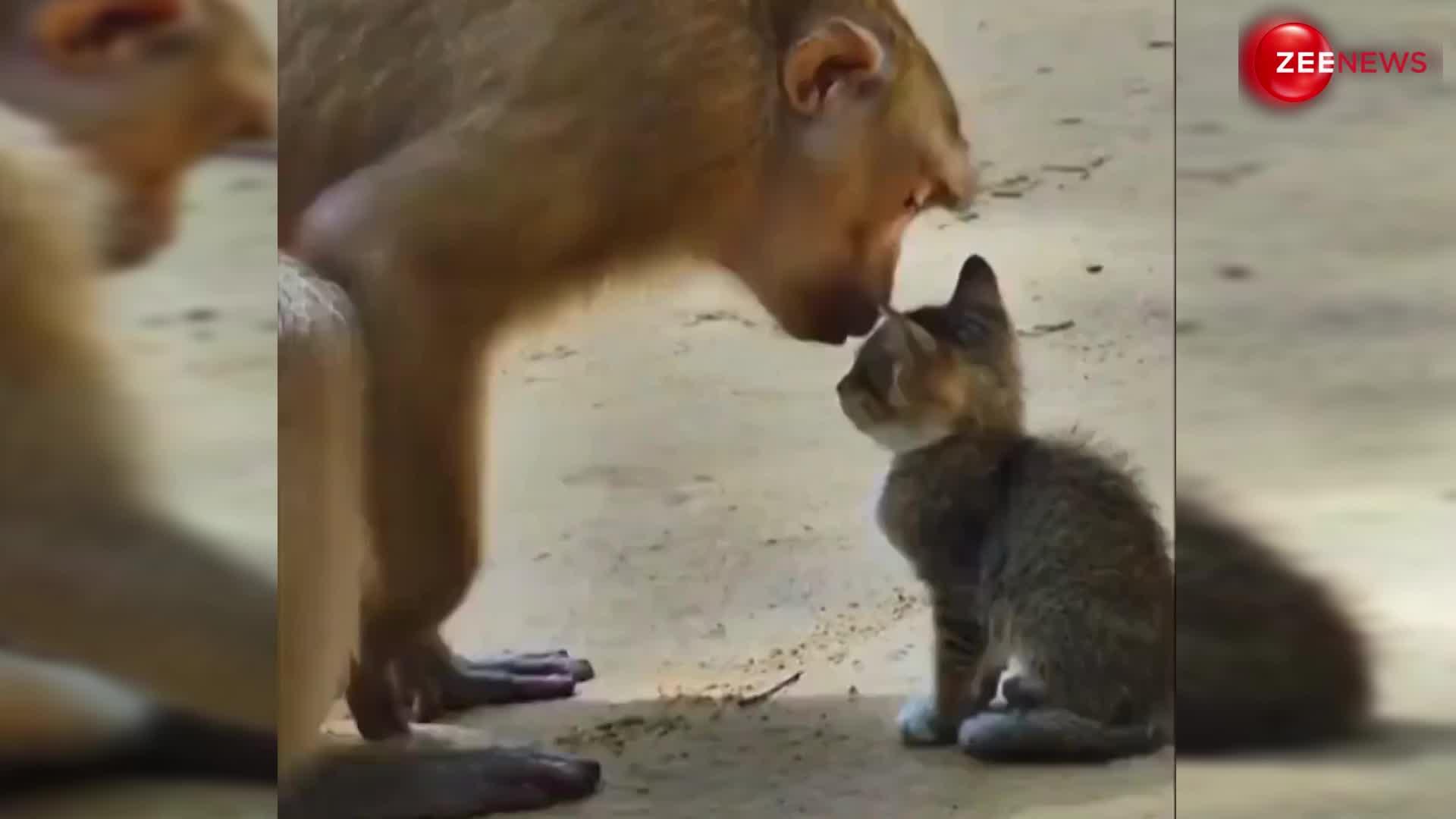 इंटरनेट पर वायरल हुआ नन्ही बिल्ली और बंदर की दोस्ती का ये वीडियो, देख इमोशनल हुए लोग