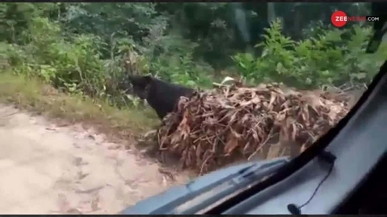 Viral Video : भारत के Black Panther को देखा है आपने ?