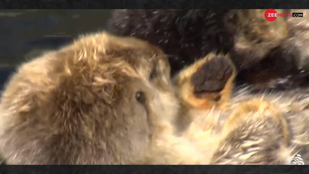 Viral Video: यह जीव अपने साथी का हाथ पकड़कर सोता है